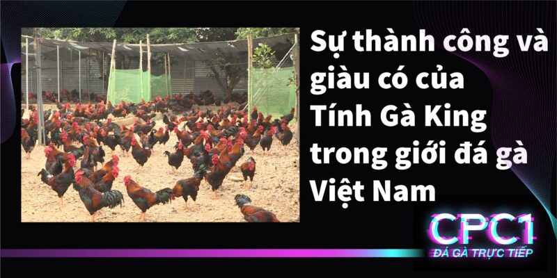 Sự thành công và giàu có của Tinh gà Kinh trong giới đá gà Việt Nam